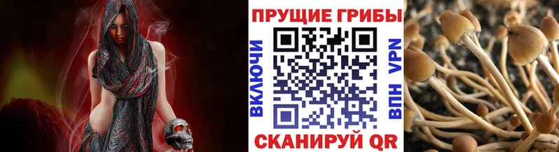 Псилоцибиновые грибы Psilocybe  Купить  Сибай 